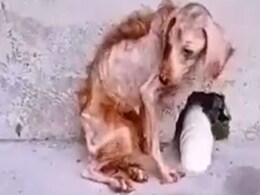 कुत्ते को कचरे से निकाल कर इस शख्स ने साबित किया कि मानवता अभी भी ज़िंदा है कुत्ते को कचरे से निकाल कर इस शख्स ने साबित किया कि मानवता अभी भी ज़िंदा है