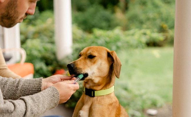 In US, Every Dog Has Its... $200 DNA Test