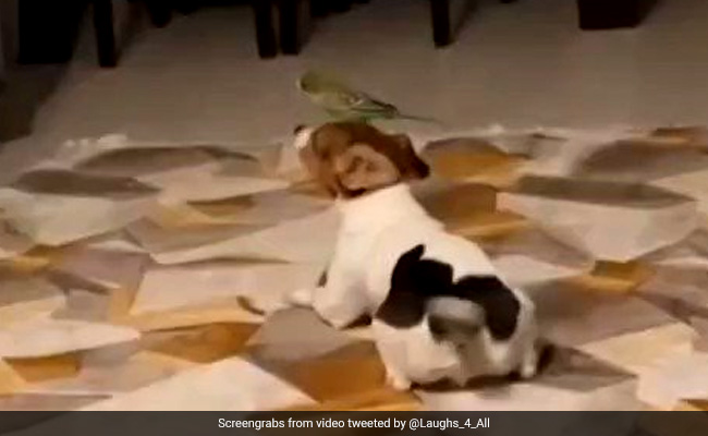 कुत्ते और तोते के बीच है गहरी दोस्ती, वीडियो देख लोगों ने कहा- दोनों यार हैं