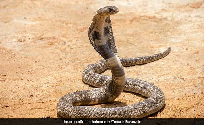 ख़तरनाक किंग कोबरा के साथ बाराती में ‘नागिन डांस’ कर रहे थे लोग, देखें दिल दहलाने वाला वीडियो