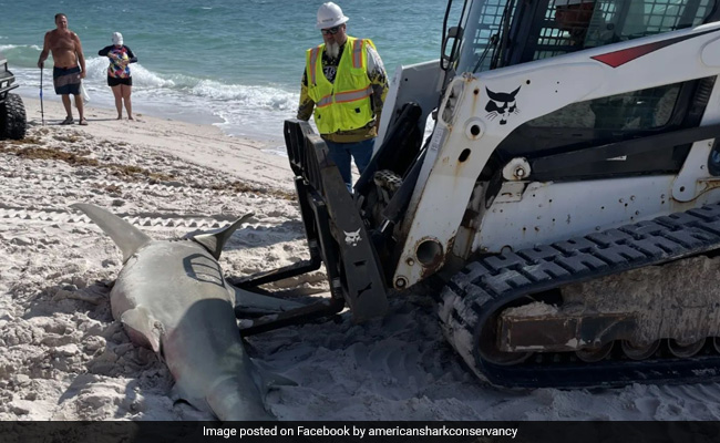 Massive 11-Foot Hammerhead Shark Washes Ashore On Florida Beach