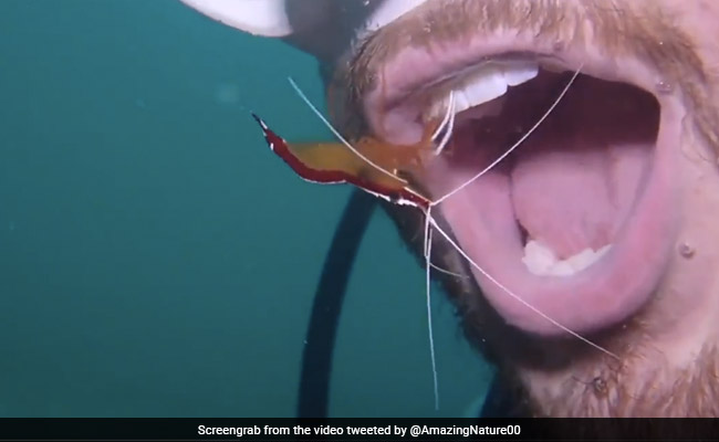Viral Video: Shrimp "Cleans" Scuba Diver's Teeth, Internet Calls It "Crentist"