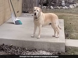 पड़ोसियों से खाना मांगने के लिए कुत्ते ने चली गजब चाल, घर के बाहर खड़े होकर करने लगा ऐसी हरकत - देखें VIDEO पड़ोसियों से खाना मांगने के लिए कुत्ते ने चली गजब चाल, घर के बाहर खड़े होकर करने लगा ऐसी हरकत - देखें VIDEO