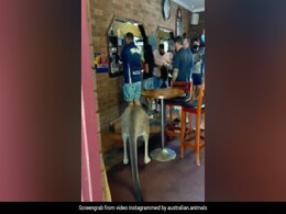 Viral Video: Kangaroo Enters A Bar In Australia, Customers' Reaction Surprises Internet Viral Video: Kangaroo Enters A Bar In Australia, Customers' Reaction Surprises Internet