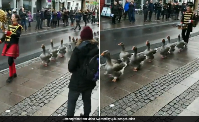 कभी नहीं देखी होगी आपने बर्ड ब्रिगेड की ऐसी परेड, हंसों का डिसिप्लिन जीत लेगा आपका दिल