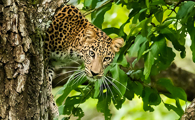 Leopard Falls To Its Death While Climbing Tree With Prey At Pench Tiger Reserve