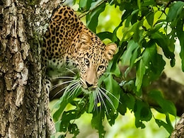 Leopard Kills 3 Children In Jammu And Kashmir Leopard Kills 3 Children In Jammu And Kashmir