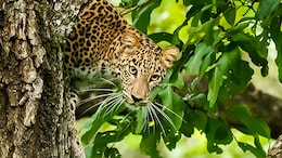 "Stray Incident": Leopard Enters Tamil Nadu School Campus