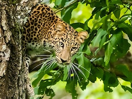 "Stray Incident": Leopard Enters Tamil Nadu School Campus "Stray Incident": Leopard Enters Tamil Nadu School Campus