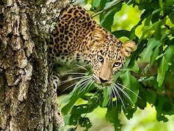 Maharashtra To Use AI, Drones For Surveillance To Curb Leopard Attacks