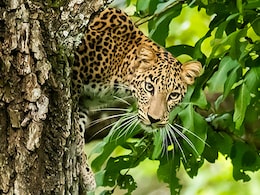 Maharashtra To Use AI, Drones For Surveillance To Curb Leopard Attacks
