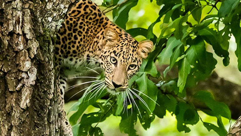 Maharashtra To Use AI, Drones For Surveillance To Curb Leopard Attacks