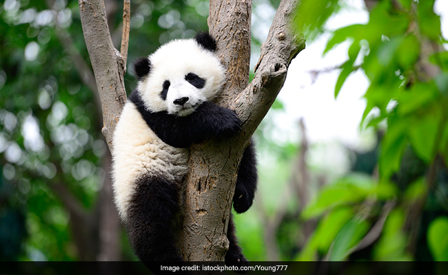 Video: झूले पर चढ़ने के लिए खासी मशक्कत करता नजर आया पांडा, धड़ाम से गिरने के बाद बनाया ऐसा क्यूट फेस