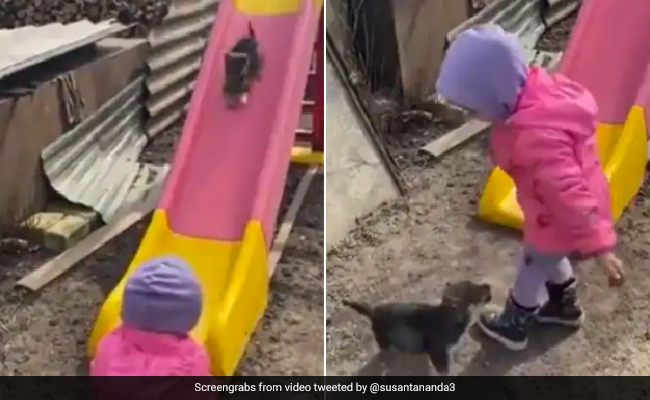 बच्चा तो छोड़ो इस Puppy की मासूमियत पर भी आ जाएगा आपका दिल, यकीन ना हो तो देखें VIDEO