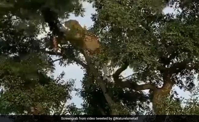 देखिए शेरनी के हाथों से कैसे बच निकला ये तेंदुआ, वीडियो सोशल मीडिया पर हो रहा है वायरल