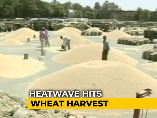 Intense Heat Wave Hits Wheat Harvest In Punjab, UP