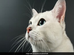 VIDEO: ऐसी Spider Cat देखी है कभी, दीवार पर करती है कैट वॉक VIDEO: ऐसी Spider Cat देखी है कभी, दीवार पर करती है कैट वॉक
