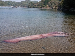 Viral Video: Ultra-Rare 10-foot Giant Squid Washes Ashore In Japan Viral Video: Ultra-Rare 10-foot Giant Squid Washes Ashore In Japan