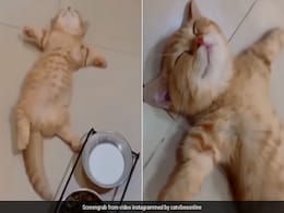ओवर ईटिंग के बाद बिल्ली की हालत हुई खराब, VIDEO देखकर आपभी कहेंगे 'वाह रे चटोरापन' ओवर ईटिंग के बाद बिल्ली की हालत हुई खराब, VIDEO देखकर आपभी कहेंगे 'वाह रे चटोरापन'