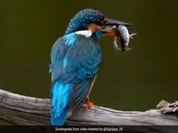 मछली को यूं गप कर गई ये नीली चिड़िया, देखें दिल दहला देने वाला वीडियो मछली को यूं गप कर गई ये नीली चिड़िया, देखें दिल दहला देने वाला वीडियो