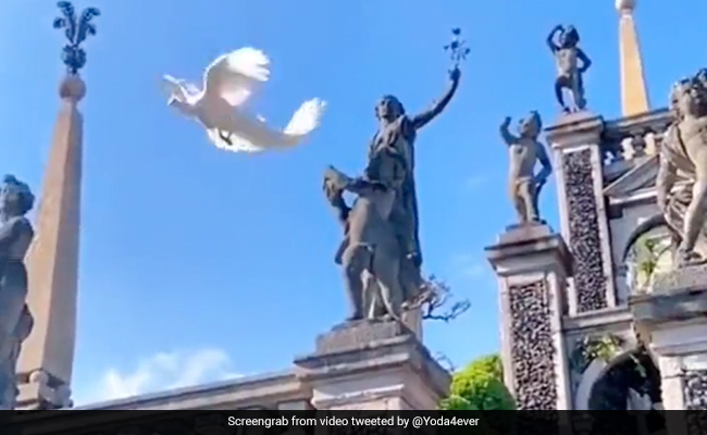 Viral Video: Rare White Peacock Caught Flying In Italy