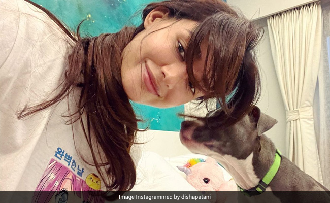 Disha Patani Hanging Out With Her Pet Dog Is The Cutest Thing On The Internet