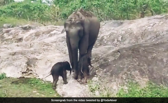 Video Of Elephant Playing With Its Twin Calves Blows Internet Away