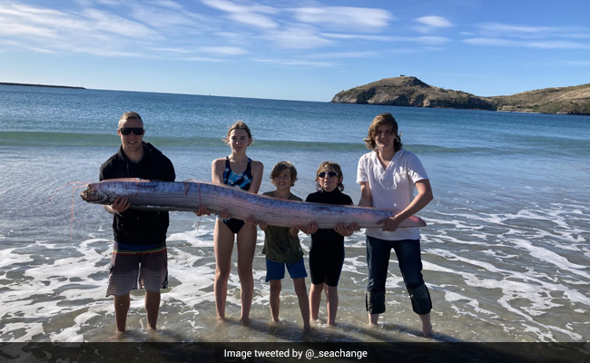 Viral Video: Extremely Rare, Giant Serpent-Like Creature Washes Ashore In New Zealand