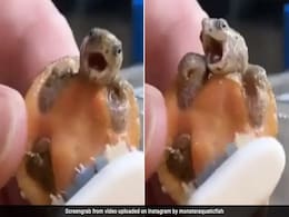 Viral Video: नहाते हुए ब्रश से सफाई करवा रहा था बेबी कछुआ, रिएक्शन देख आ जाएगा मजा Viral Video: नहाते हुए ब्रश से सफाई करवा रहा था बेबी कछुआ, रिएक्शन देख आ जाएगा मजा