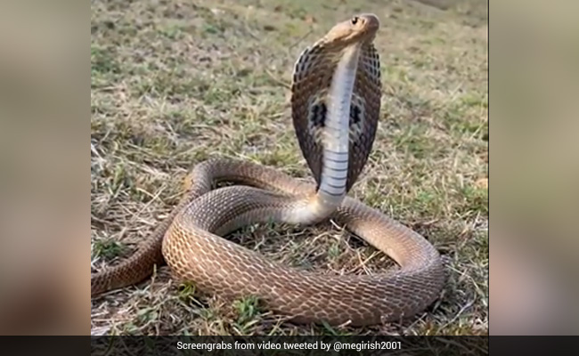 10-Foot King Cobra Hid In Car For A Week, Travelled 200 Km In Kerala