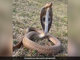गुस्साए किंग कोबरा का अद्भुत Video हुआ वायरल, लोगों को लगा- प्राणायाम कर रहा है, देखकर खड़े हो जाएंगे रोंगटे गुस्साए किंग कोबरा का अद्भुत Video हुआ वायरल, लोगों को लगा- प्राणायाम कर रहा है, देखकर खड़े हो जाएंगे रोंगटे