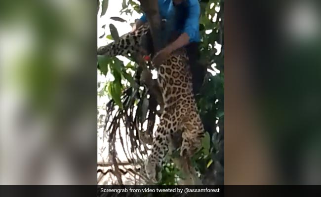 शख्स ने पेड़ पर चढ़कर तेंदुए को उतारा नीचे, नहीं देखा होगा ऐसा नज़ारा, वायरल हो रहा VIDEO