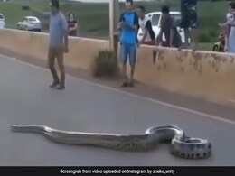 सड़क पर अचानक आ गया विशालकाय अजगर, गाड़ियां रोककर लोग बनाने लगे Video, फिर जो हुआ देख खड़े हो जाएंगे रोंगटे सड़क पर अचानक आ गया विशालकाय अजगर, गाड़ियां रोककर लोग बनाने लगे Video, फिर जो हुआ देख खड़े हो जाएंगे रोंगटे