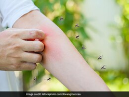 मच्छरों के आतंक से हैं बहुत ज्यादा परेशान, तो बस कर लें ये 4 काम, घर से चुटकियों में मच्छर भागेंगे मच्छरों के आतंक से हैं बहुत ज्यादा परेशान, तो बस कर लें ये 4 काम, घर से चुटकियों में मच्छर भागेंगे