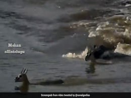 हिरण के बच्चे को खाने ही वाला था मगरमच्छ, जान बचाने बीच में आ गई मां, Video में देखें आया क्या ट्विस्ट हिरण के बच्चे को खाने ही वाला था मगरमच्छ, जान बचाने बीच में आ गई मां, Video में देखें आया क्या ट्विस्ट