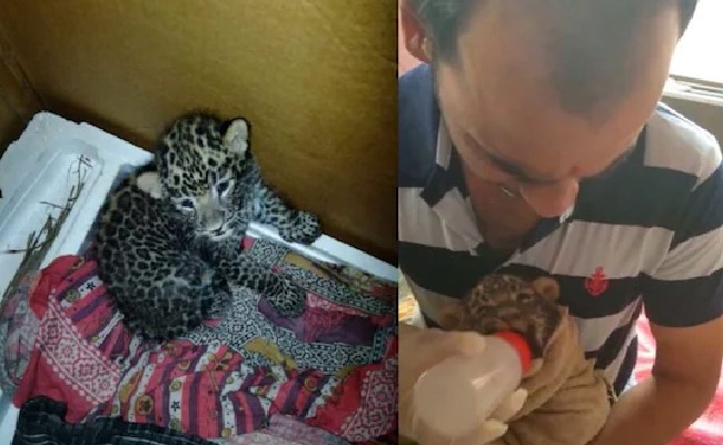 मां से बिछड़ कर खेत में पहुंच गया तेंदुए का बच्चा, वनकर्मी ने मां बनकर उसकी रक्षा कर रहे हैं