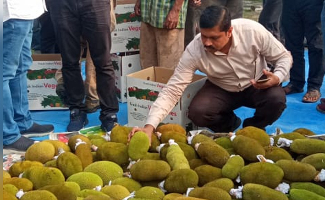In A First, Assam Exports Tender Jackfruits, Green Chillies To Dubai
