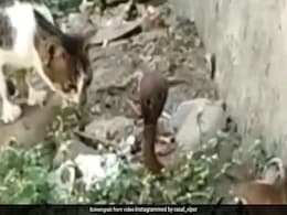 जहरीले सांप का शिकार करने की ताक में बैठीं थीं दो बिल्लियां, जैसे ही मारा पंजा और फिर जो हुआ... - देखें VIDEO जहरीले सांप का शिकार करने की ताक में बैठीं थीं दो बिल्लियां, जैसे ही मारा पंजा और फिर जो हुआ... - देखें VIDEO