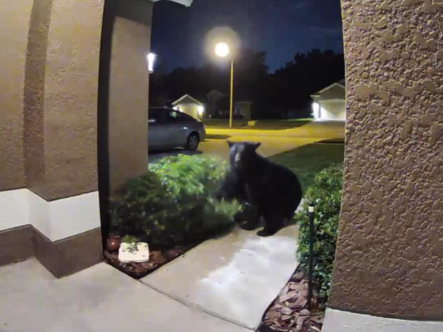 Caught on Cam: Angry Bear Charges At Couple And Their Dog