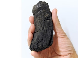 Giant Tooth Of Ancient Marine Reptile Discovered In Alps Giant Tooth Of Ancient Marine Reptile Discovered In Alps