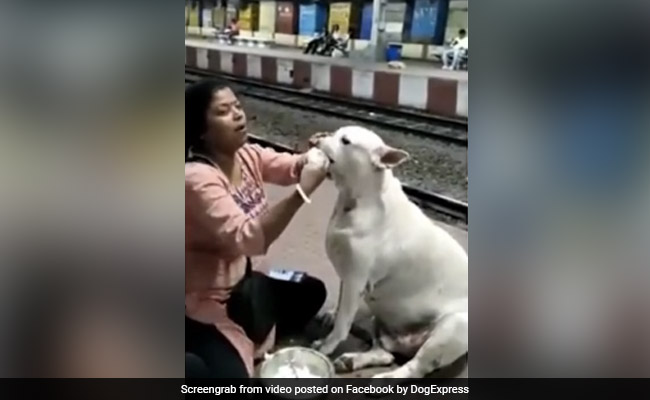 महिला ने रेलवे स्टेशन पर बैठे आवारा कुत्ते को बच्चे की तरह प्यार से खिलाया दही-चावल, Video देख इमोशनल हुए लोग