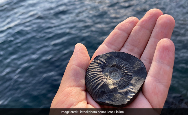 Shaligram: जिस घर में होती है शालिग्राम की पूजा, मान्यतानुसार वहां हमेशा रहती हैं मां लक्ष्मी!