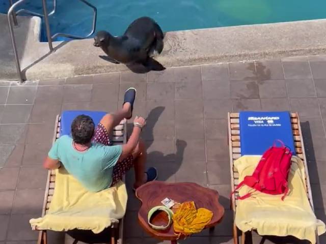 When A Sea Lion Stole Man's Lounge Chair