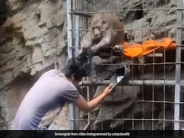 बंदर को छेड़ कर रहा था शख्स, गुस्से में बंदर ने पकड़े बाल और लगा खींचने, Video देखिए आगे क्या हुआ... बंदर को छेड़ कर रहा था शख्स, गुस्से में बंदर ने पकड़े बाल और लगा खींचने, Video देखिए आगे क्या हुआ...