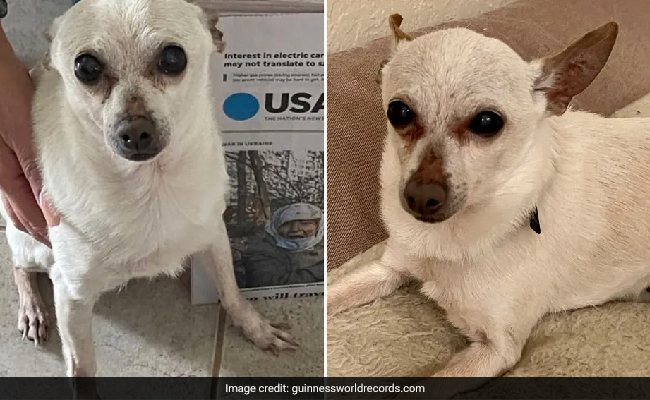 Watch: Guinness World Records Confirms 21-Year-Old Chihuahua As "Oldest Living Dog"