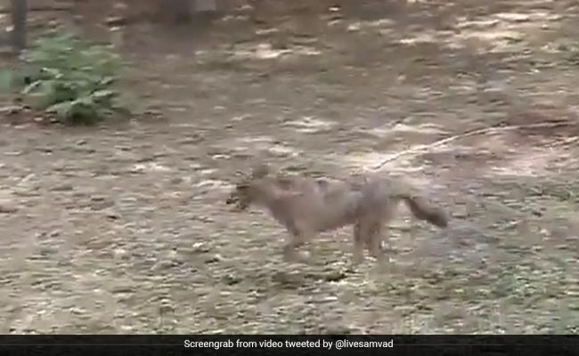 मप्र : चिड़ियाघर में सिंहों के बाड़े में कूदा सियार, सुरंग में छिपकर बचाई जान, देखें वायरल वीडियो