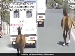 VIDEO: बीमार बहन को ले जा रही एंबुलेंस के पीछे-पीछे 5 मील तक दौड़ा घोड़ा, बेजुबानों की यह कहानी छू लेगी दिल VIDEO: बीमार बहन को ले जा रही एंबुलेंस के पीछे-पीछे 5 मील तक दौड़ा घोड़ा, बेजुबानों की यह कहानी छू लेगी दिल