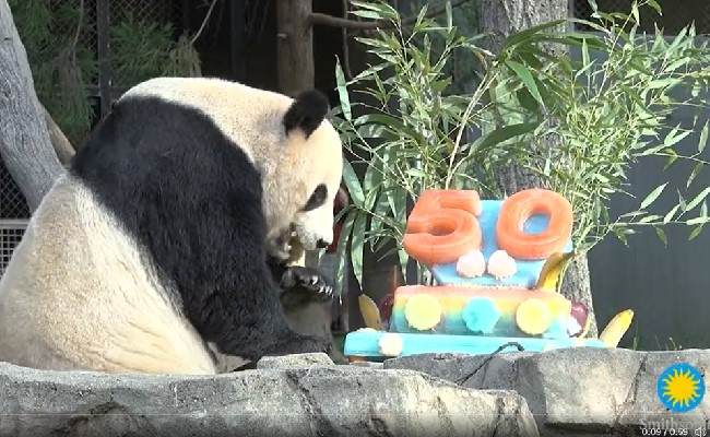 ज़ू में धूमधाम से सेलिब्रेट की गई पांडा की एनिवर्सरी, केक कटा, जश्न मना, मस्ती में झूमते नज़र आए लोग