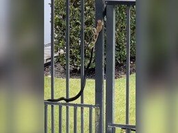 मेढक को निगलने की कोशिश कर रहा था विशाल सांप, छोटे जानवर ने दिखाई ऐसी ताकत, मुंह में घुसकर निकला आया बाहर मेढक को निगलने की कोशिश कर रहा था विशाल सांप, छोटे जानवर ने दिखाई ऐसी ताकत, मुंह में घुसकर निकला आया बाहर