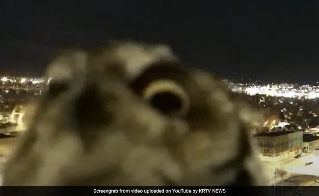 Video Of Curious Owl Investigating Weather Camera Delights Twitter